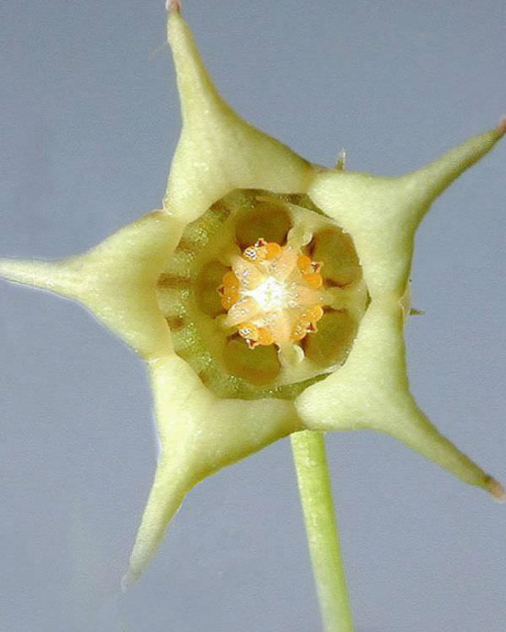 Caralluma edulis