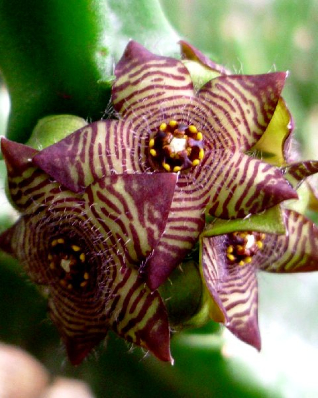 Caralluma europaea