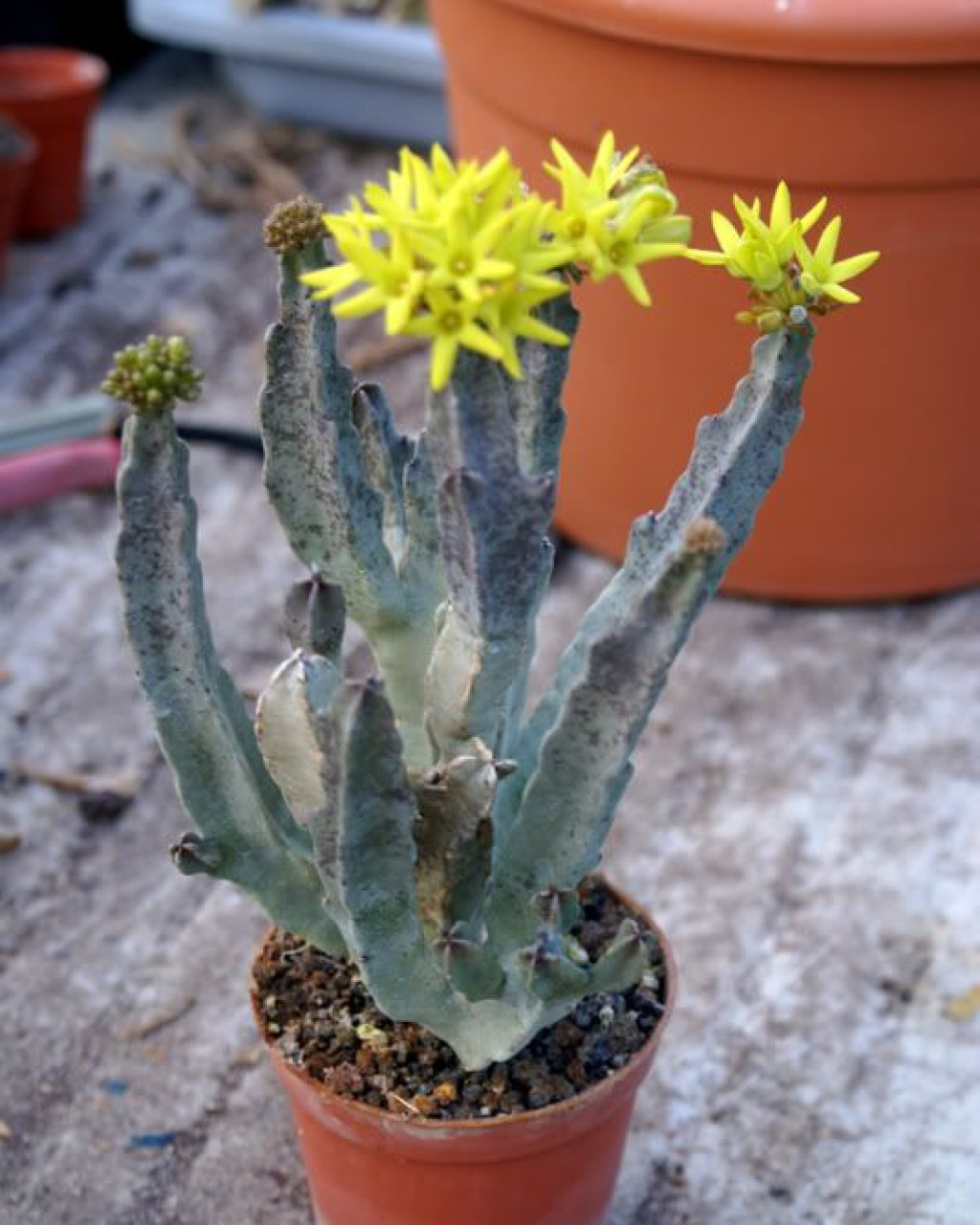 Caralluma flava