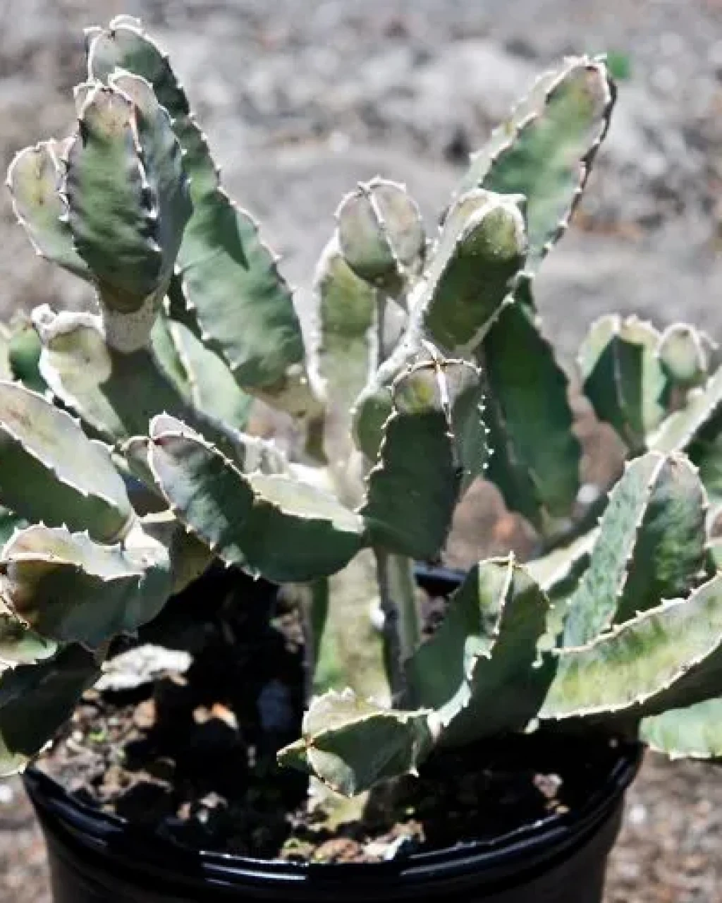 Caralluma foetida