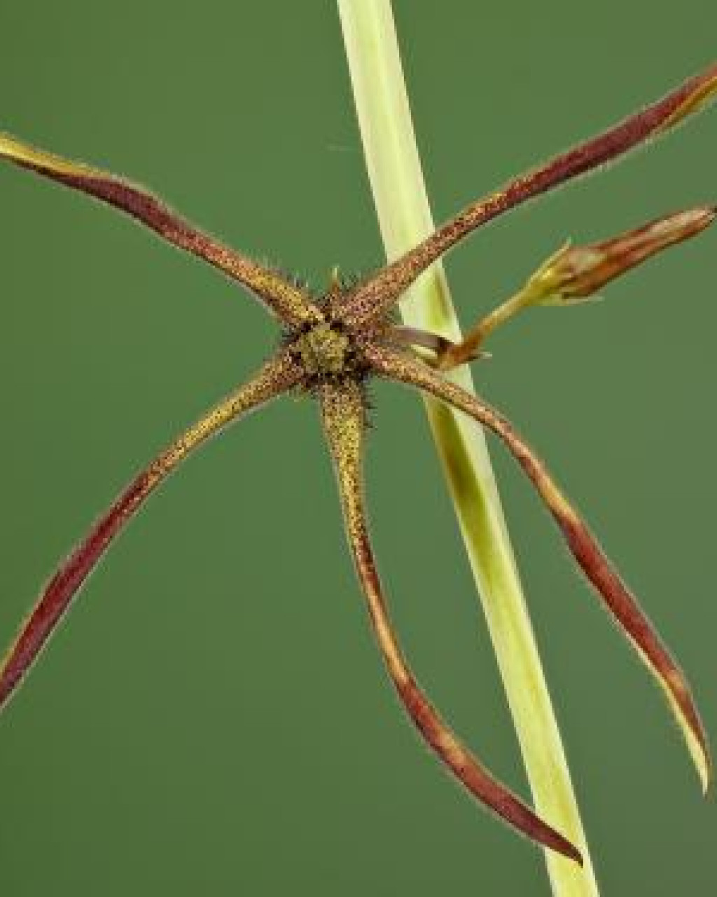 Caralluma gracilipes