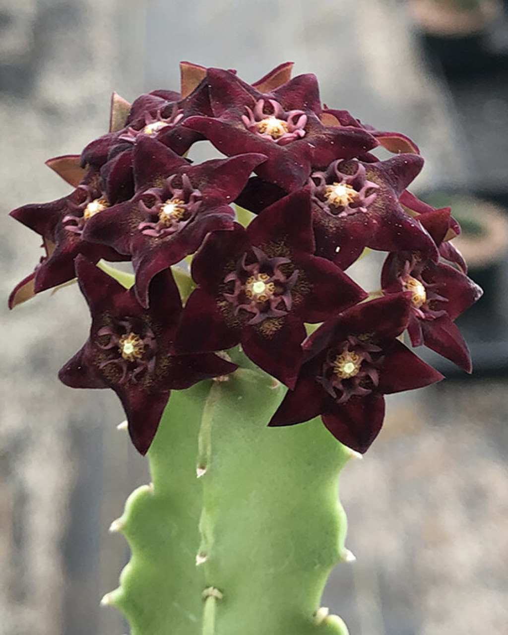 Caralluma hexagona