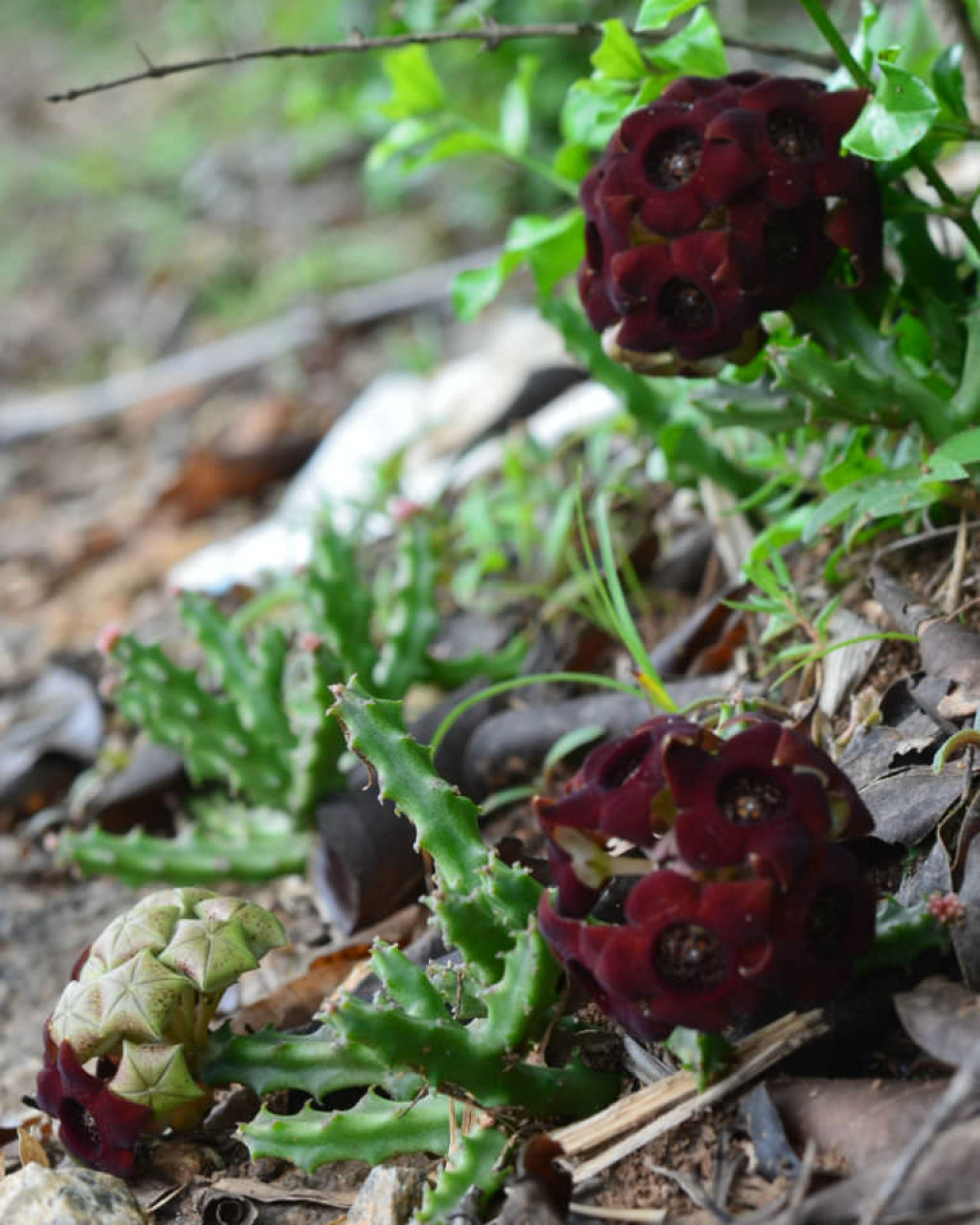 Caralluma indica