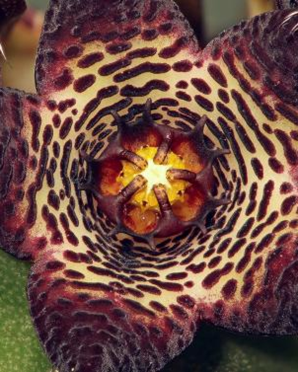 Caralluma joannis