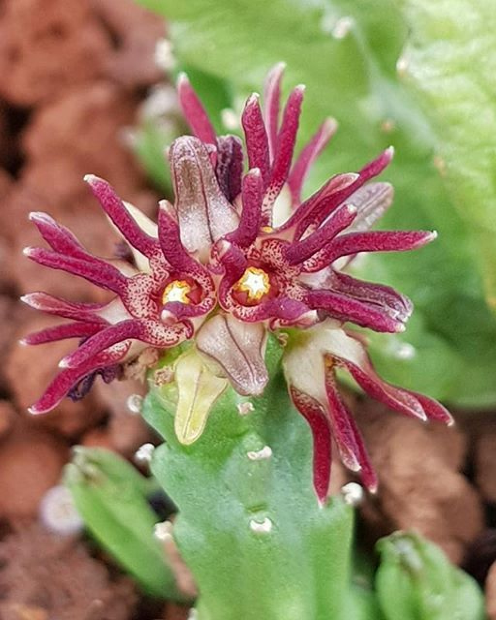 Caralluma munbyana