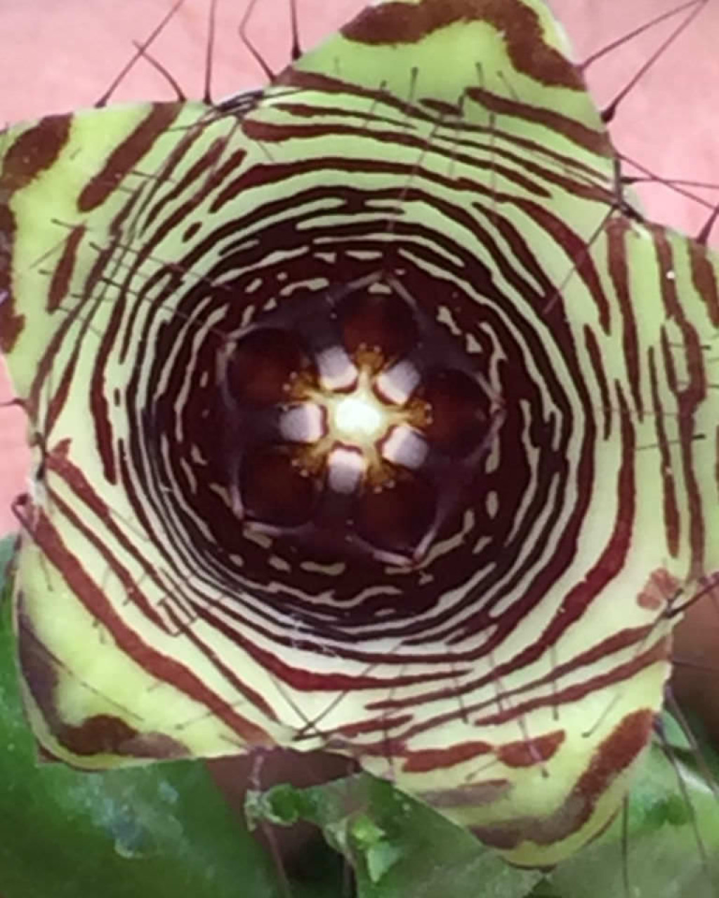 Caralluma pauciflora