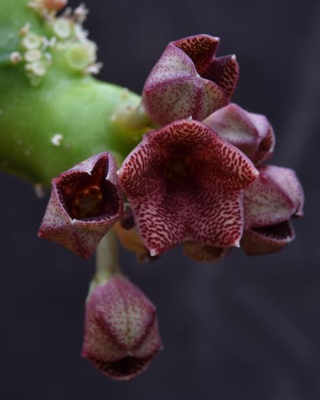 Caralluma procumbens