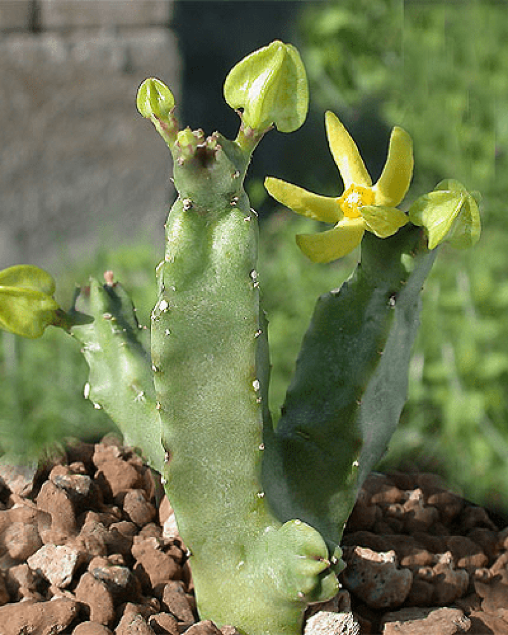 Caralluma quadrangula