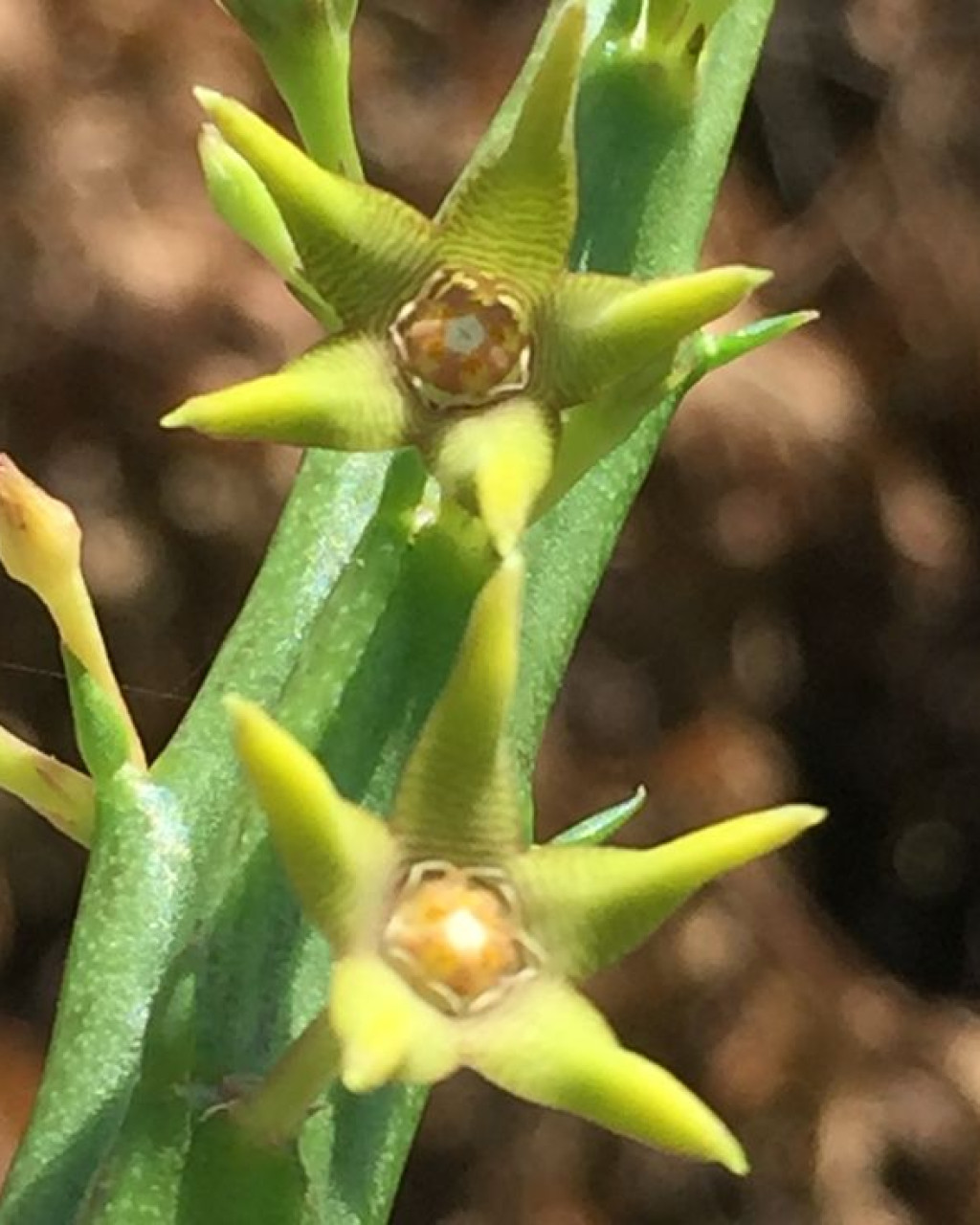 Caralluma sarkariae