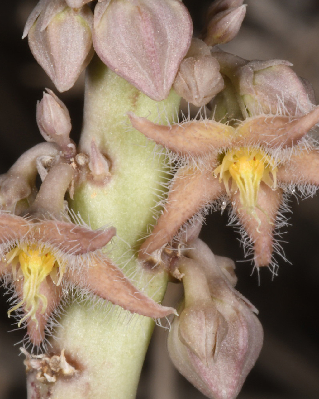 Caralluma sinaica