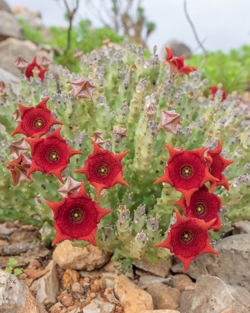 Caralluma socotrana