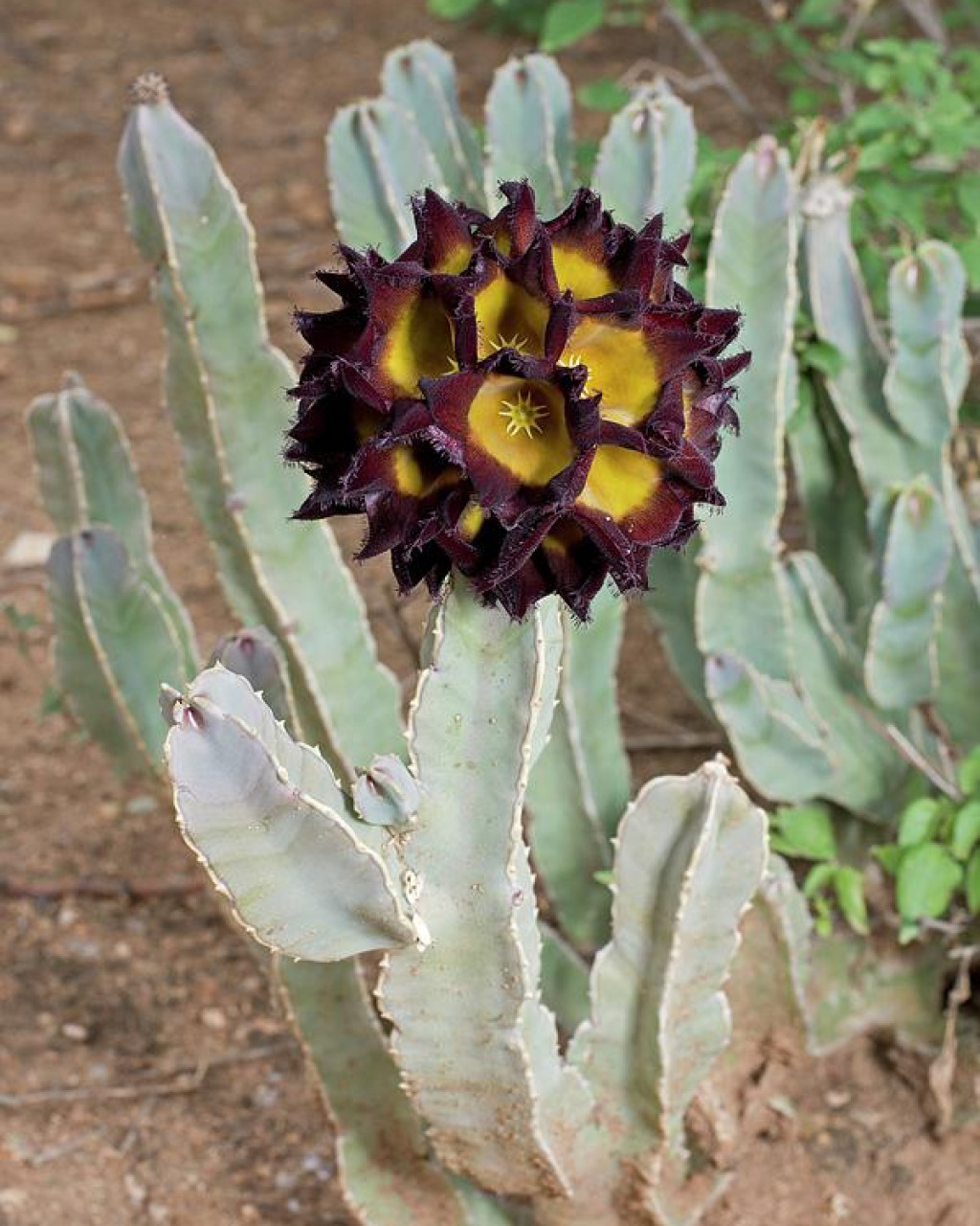 Caralluma speciosa