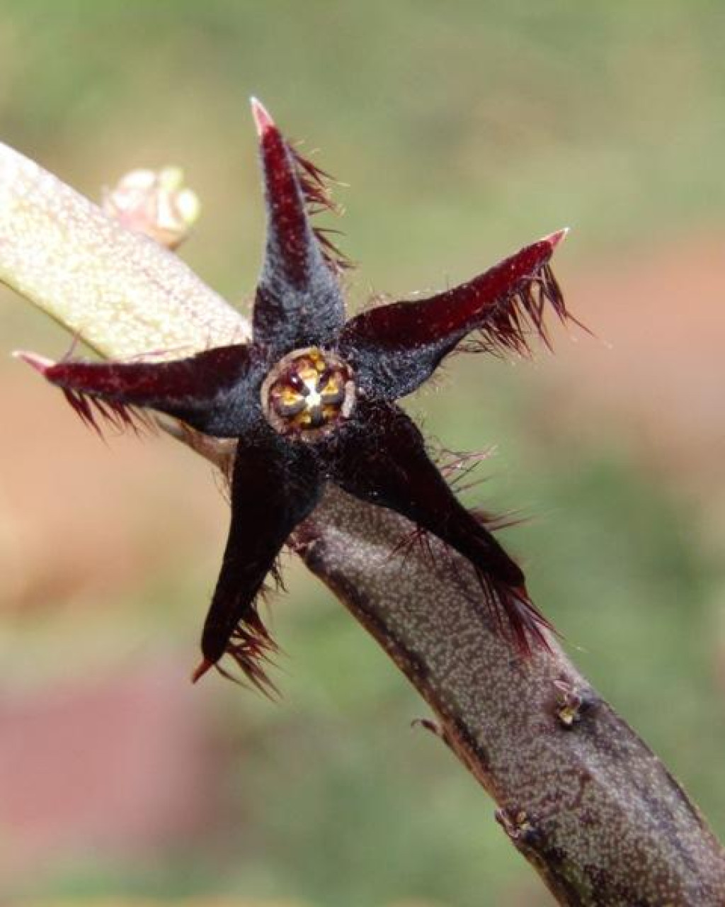 Caralluma stalagmifera