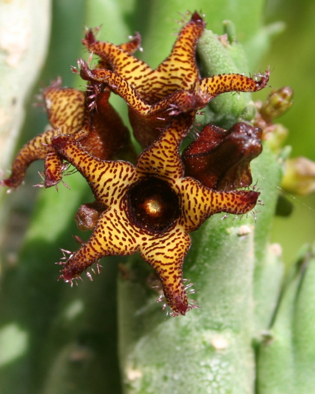 Caralluma tuberculata