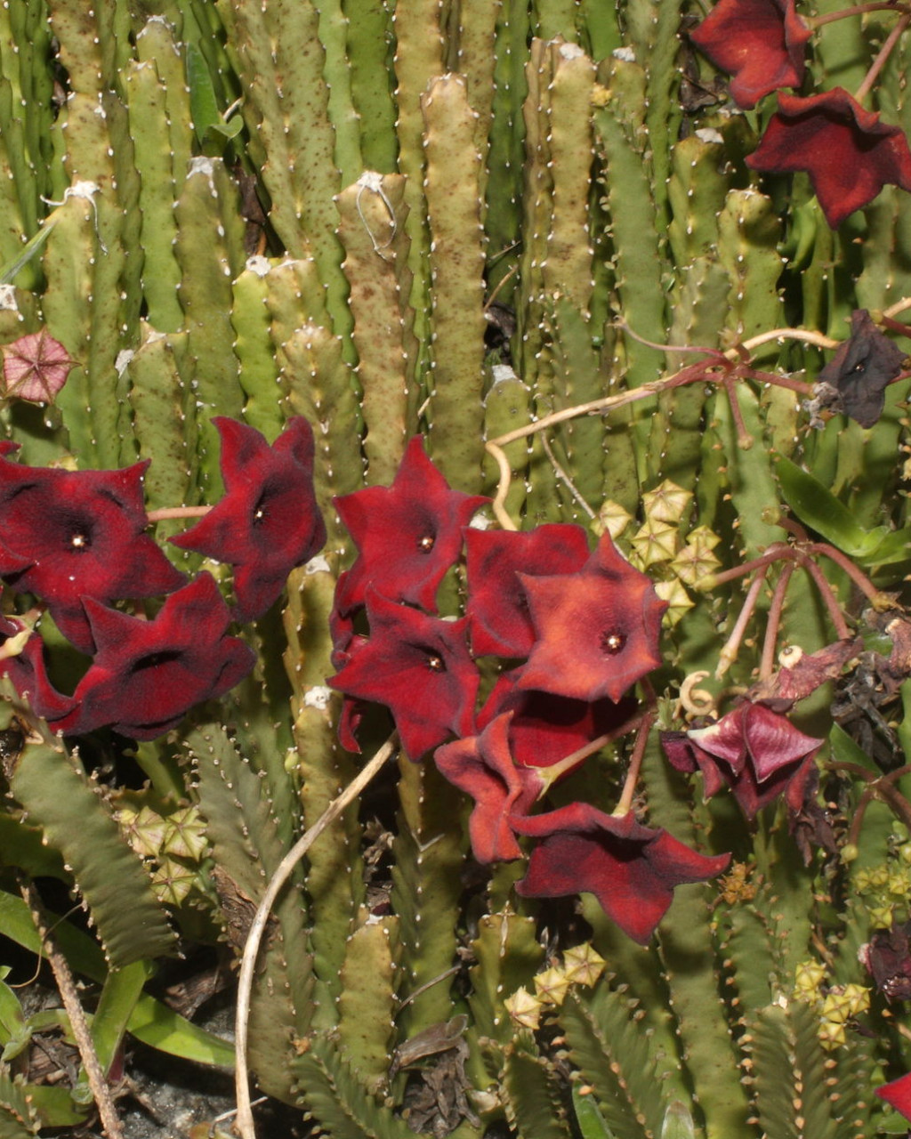 Caralluma umbellata