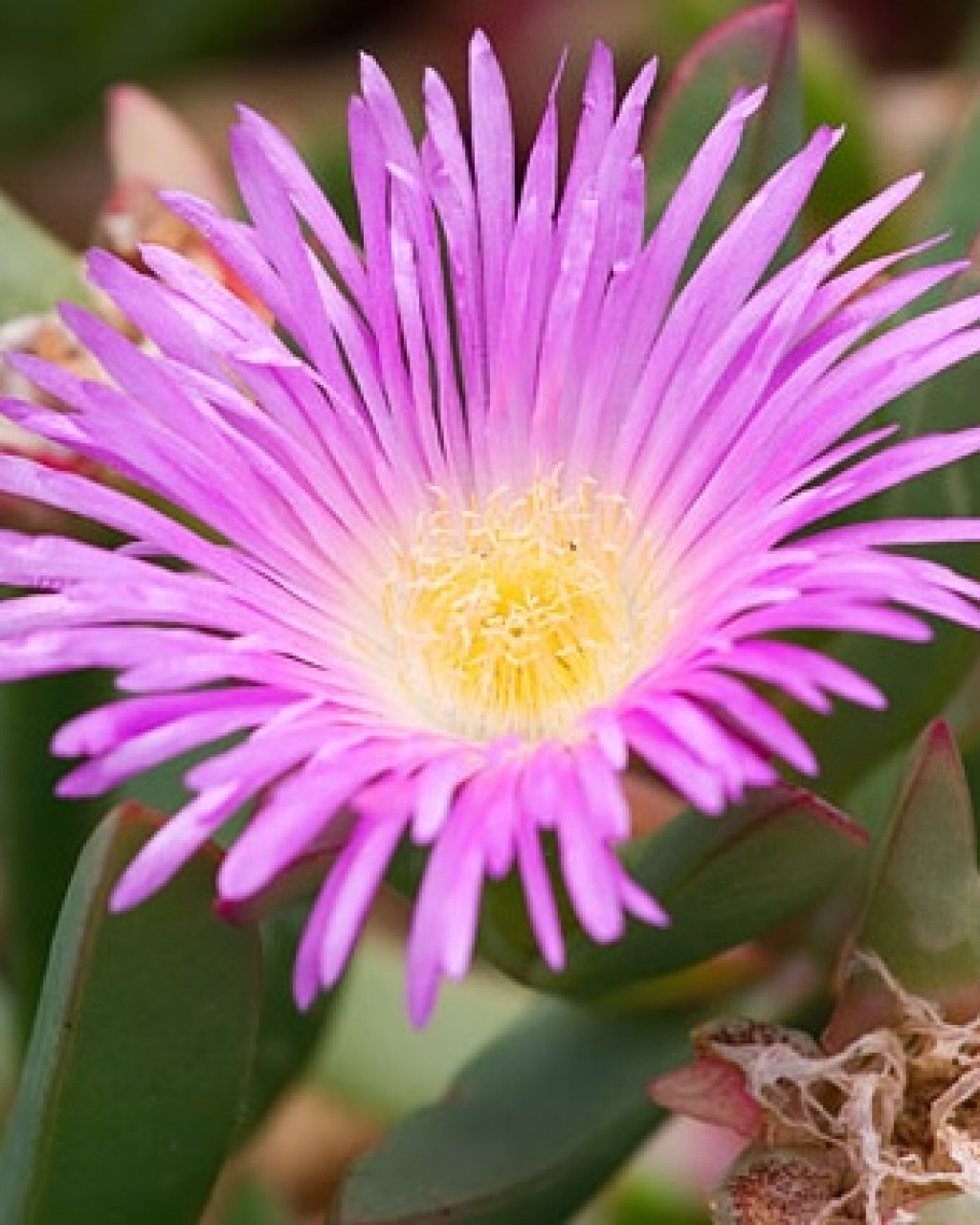 Carpobrotus aequilaterus