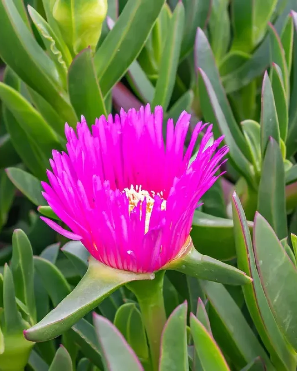 Carpobrotus chilensis