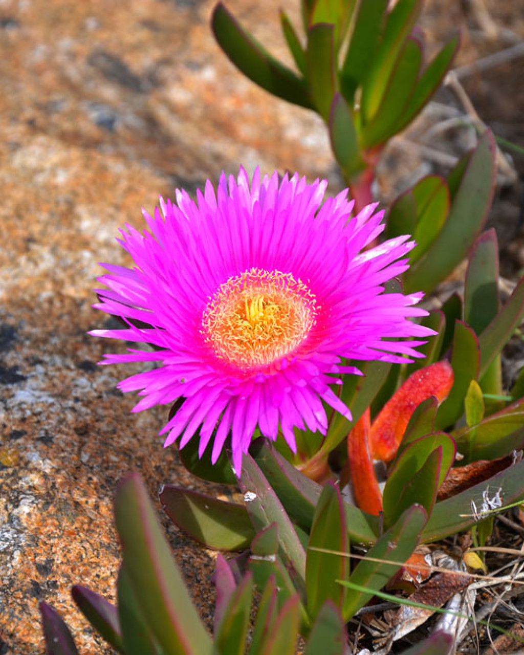 Carpobrotus dimidiatus