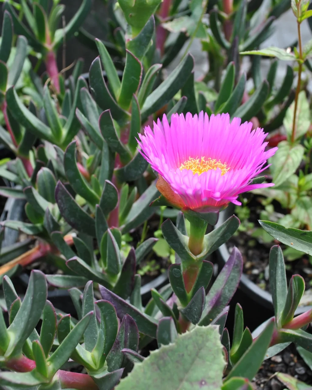 Carpobrotus glaucescens