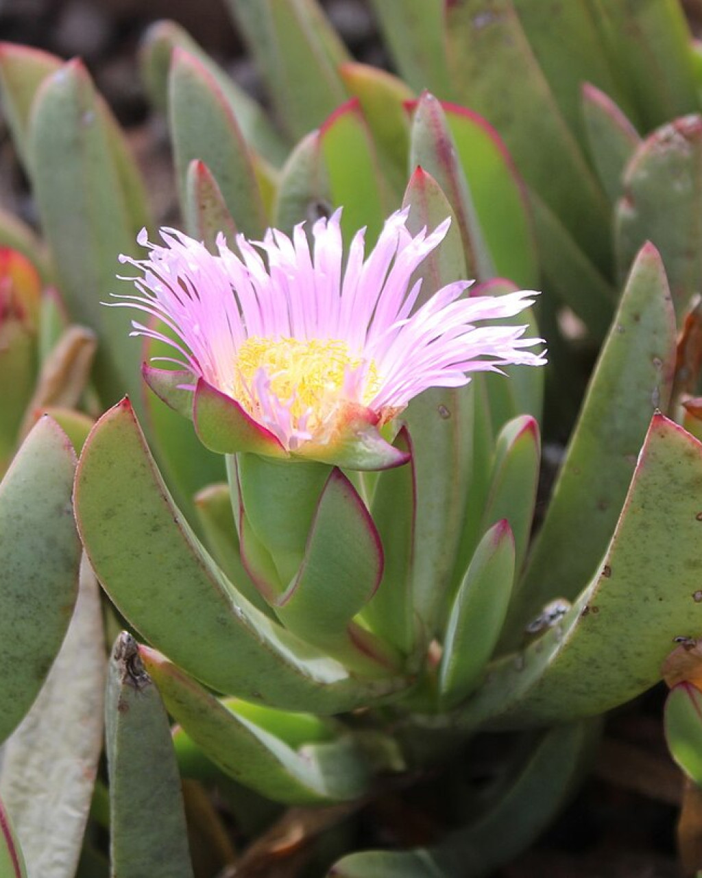 Carpobrotus mellei