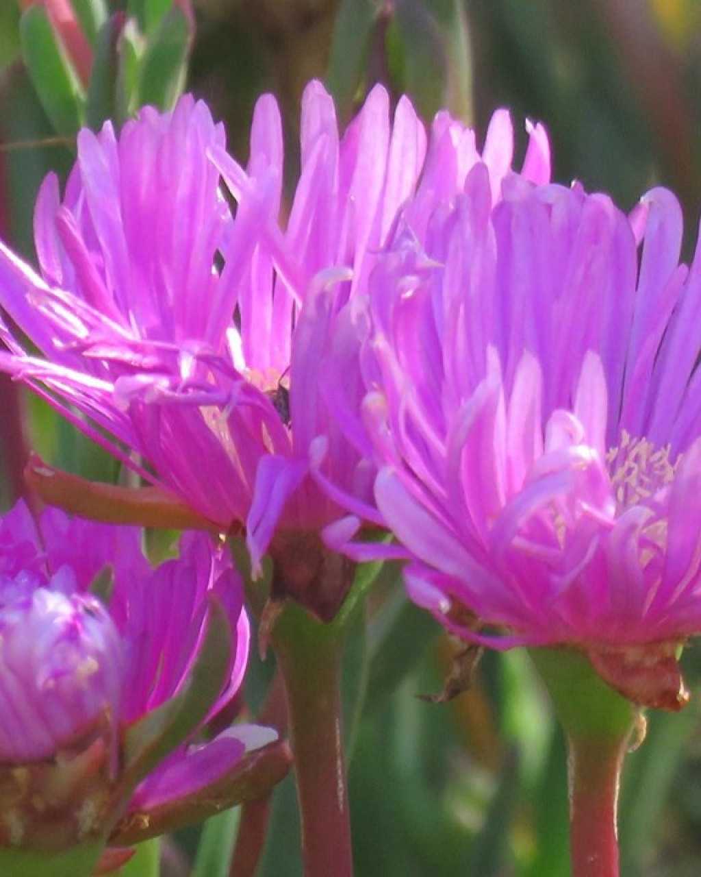 Carpobrotus muirii