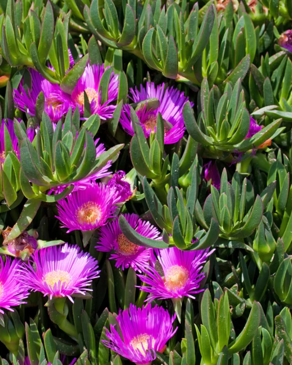 Carpobrotus rossii