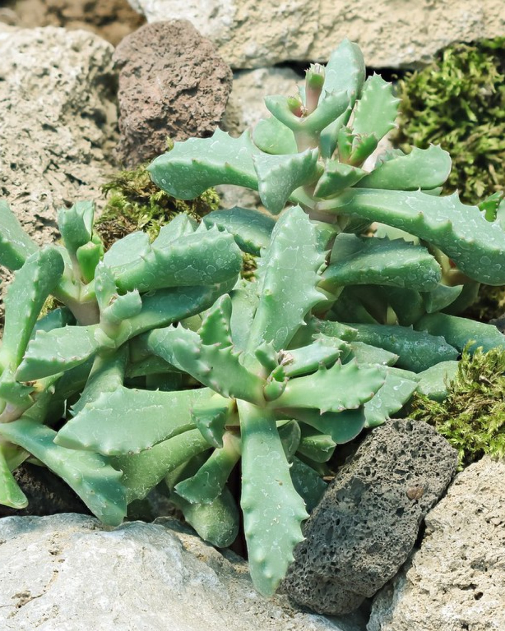 Carruanthus peersii