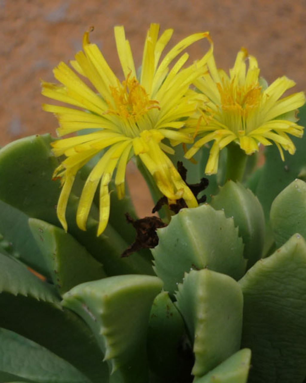 Carruanthus ringens