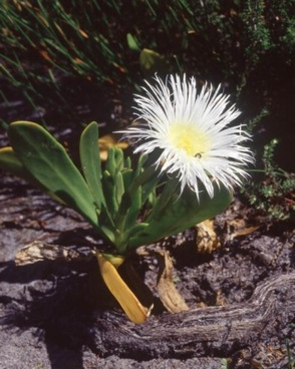 Caryotophora