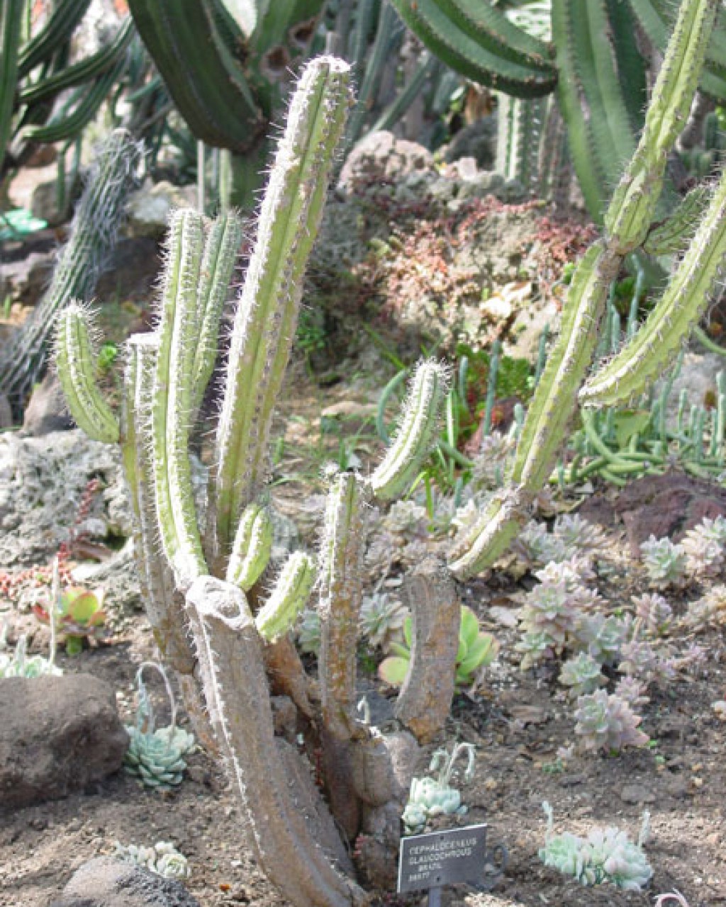 Cephalocereus Glaucochrous