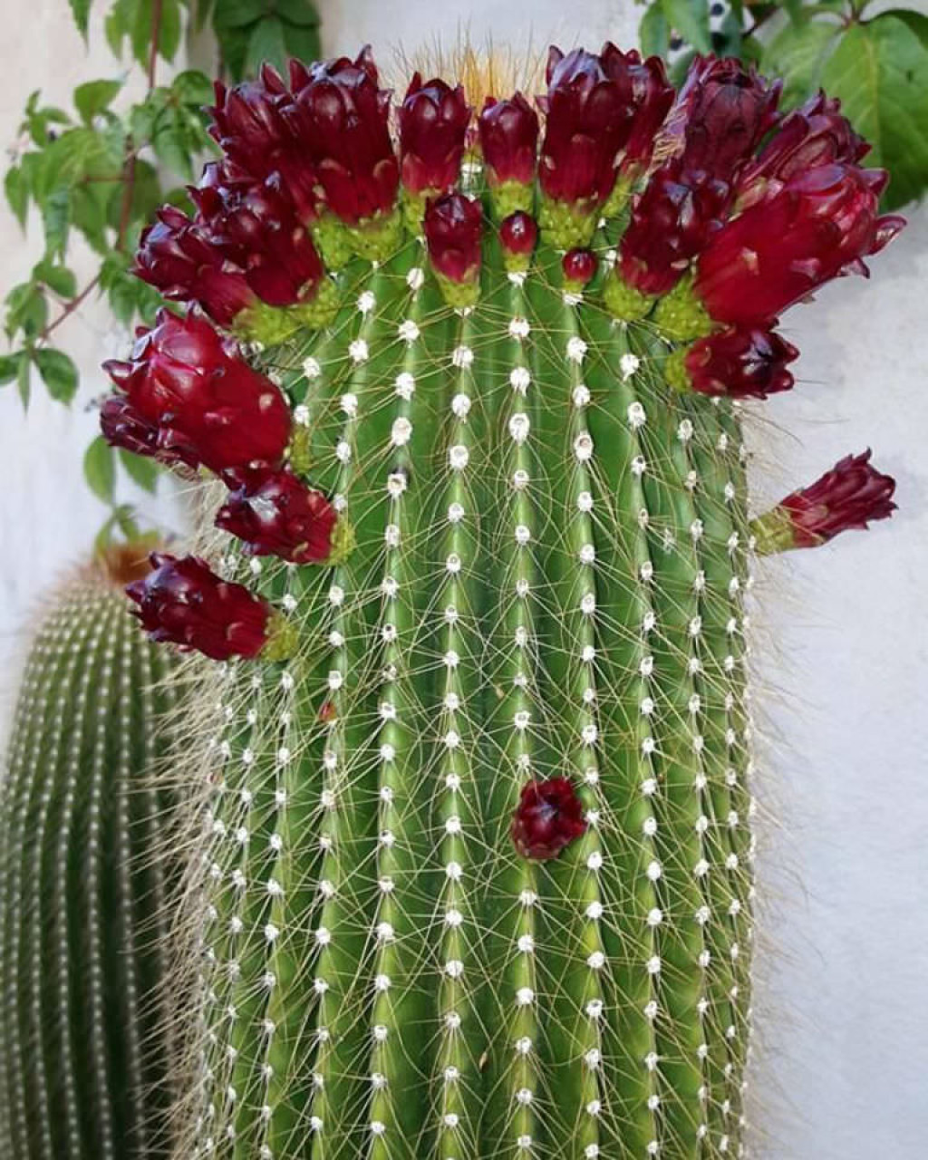 Cephalocereus polylophus
