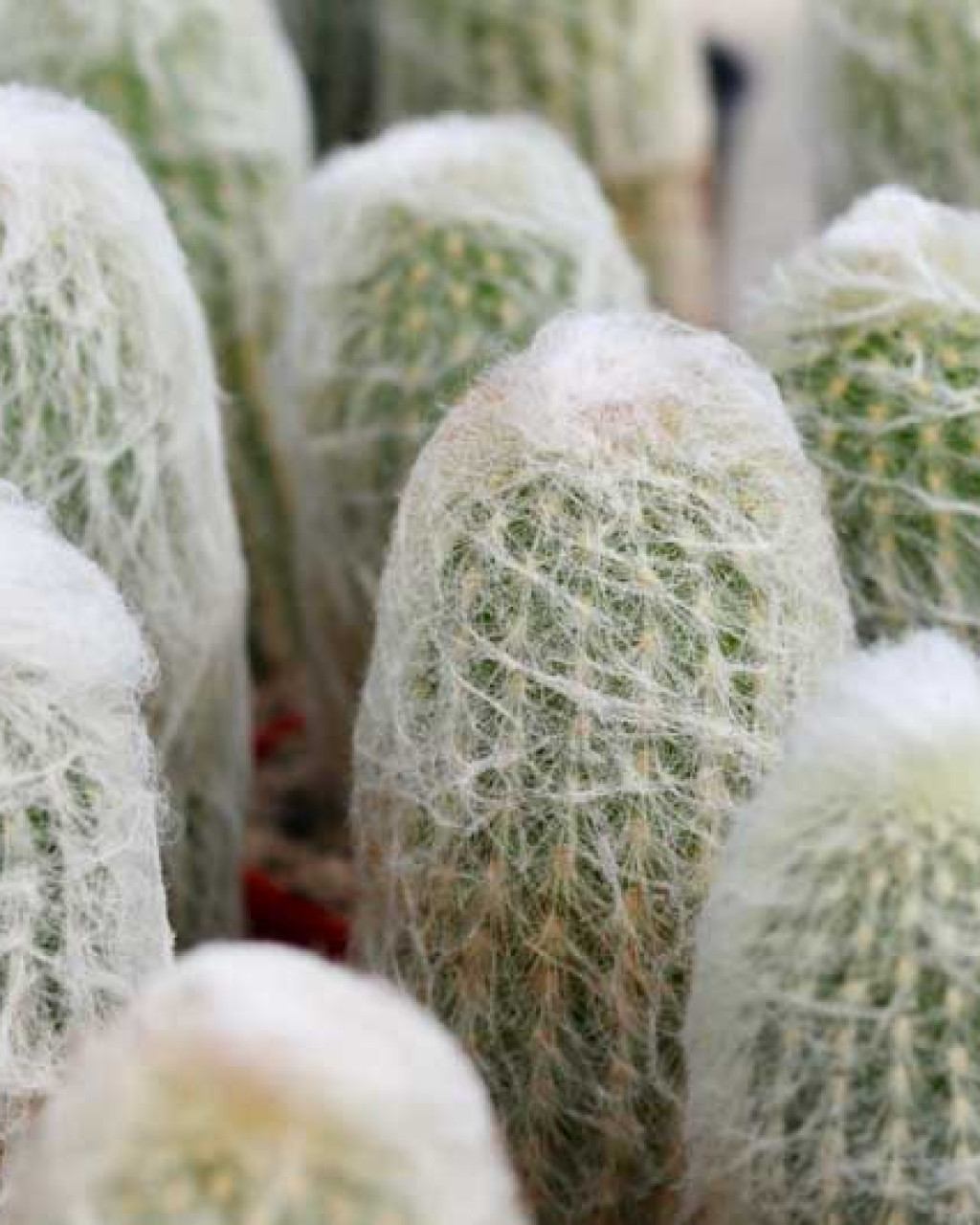 Cephalocereus senilis