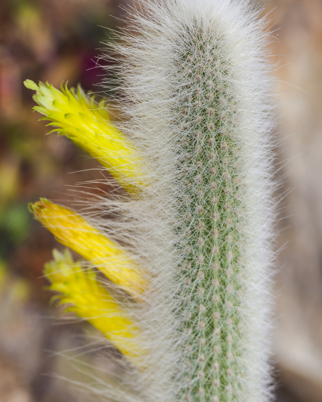 Cephalocleistocactus chrysocephalus