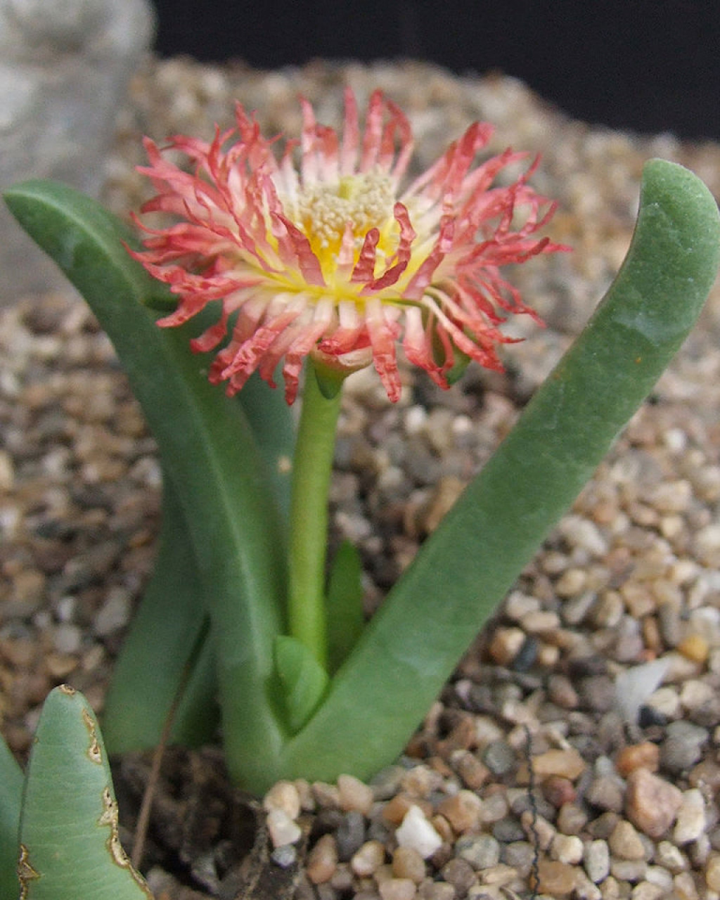Cephalophyllum caespitosum