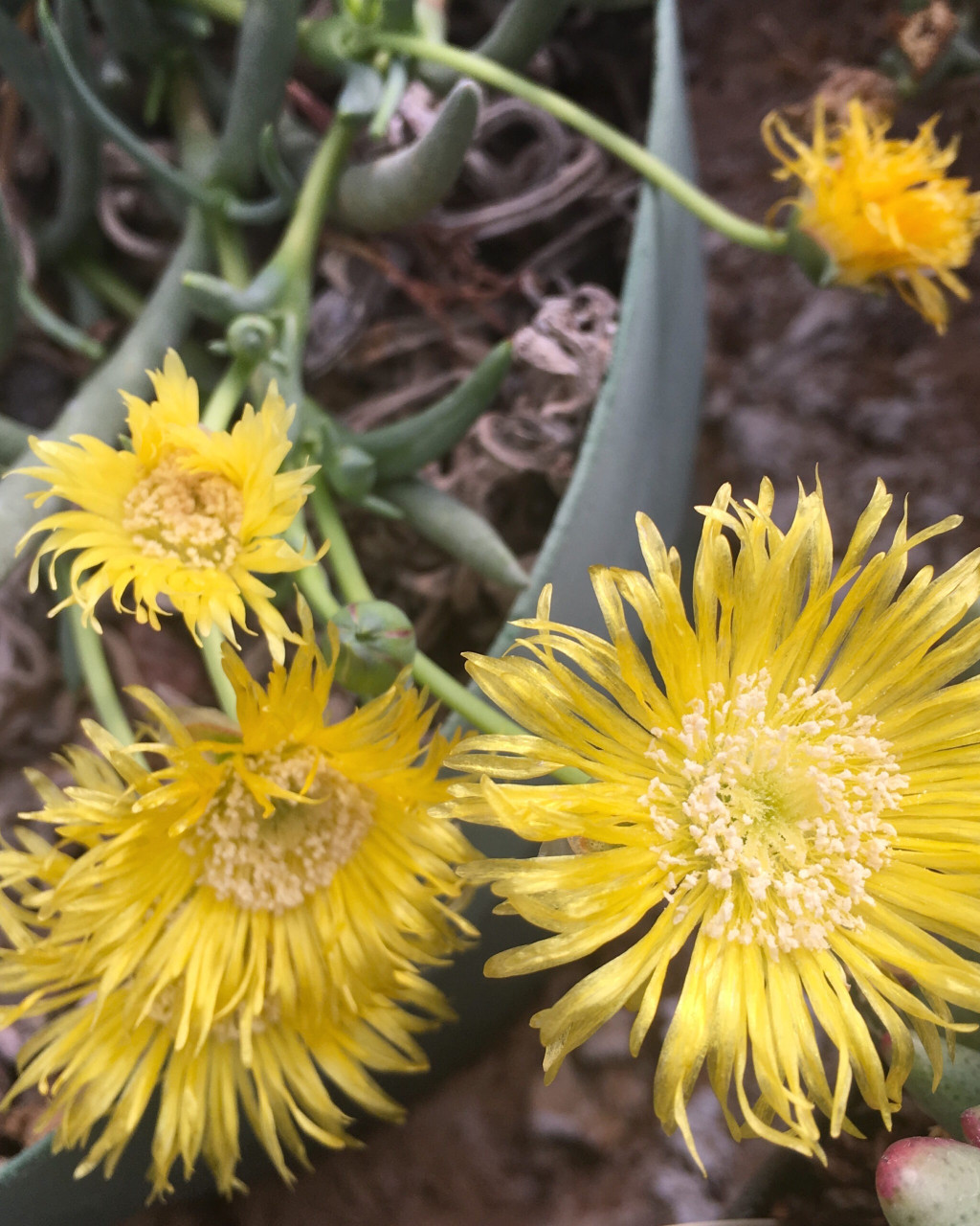 Cephalophyllum corniculatum
