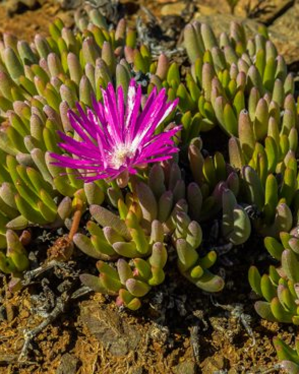 Cephalophyllum curtophyllum