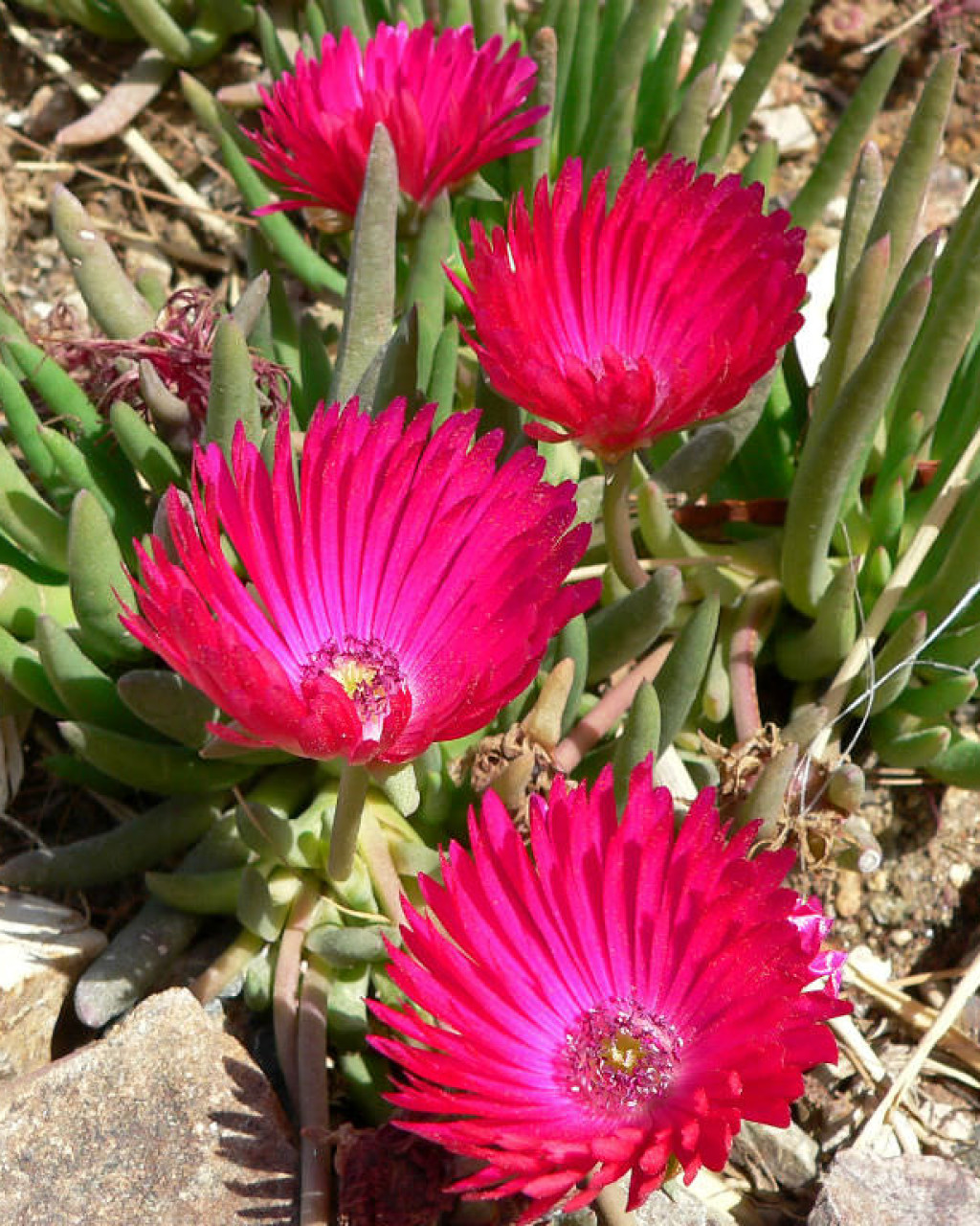 Cephalophyllum framesii