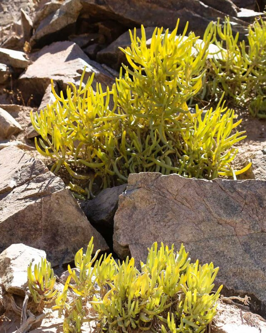 Cephalophyllum herrei