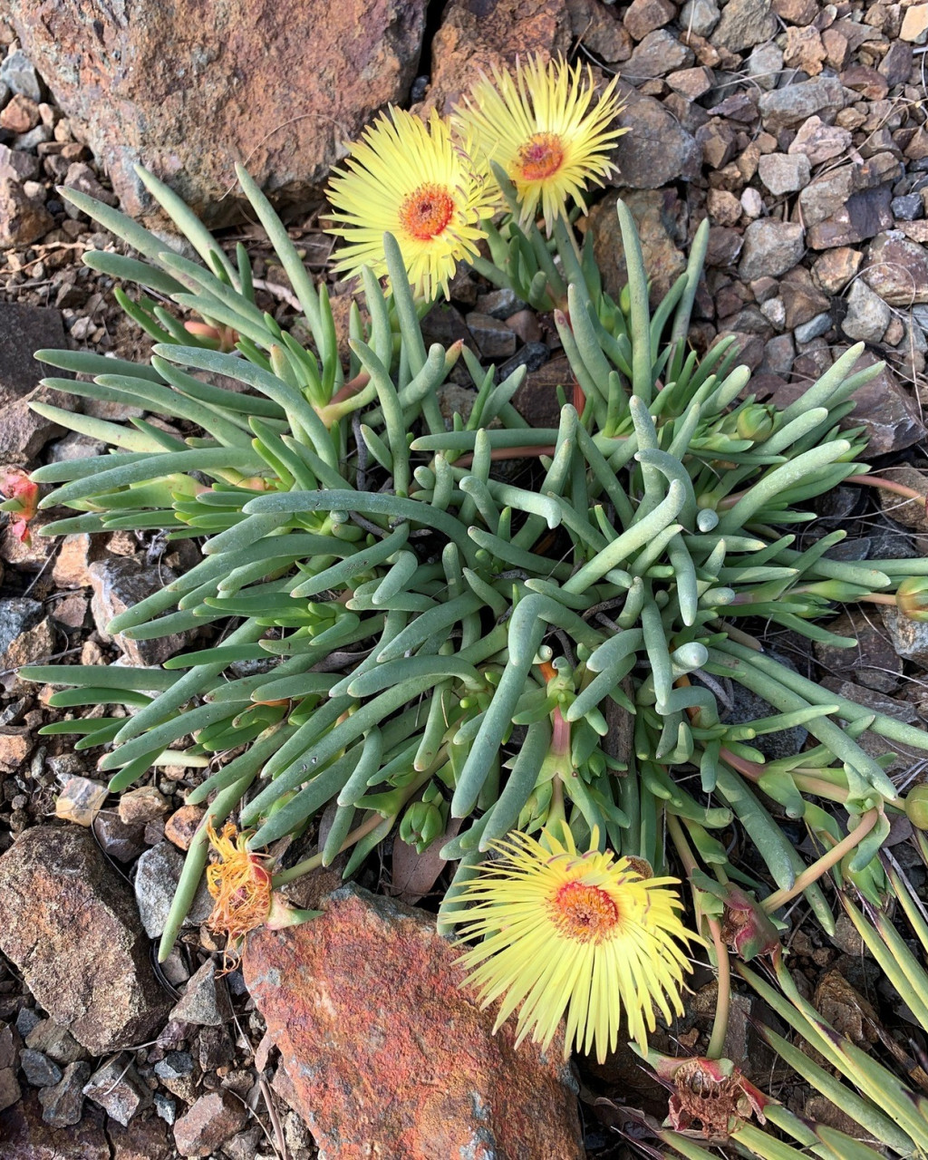 Cephalophyllum loreum