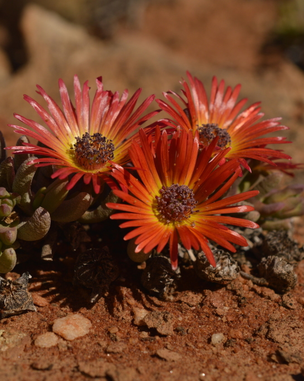 Cephalophyllum regale