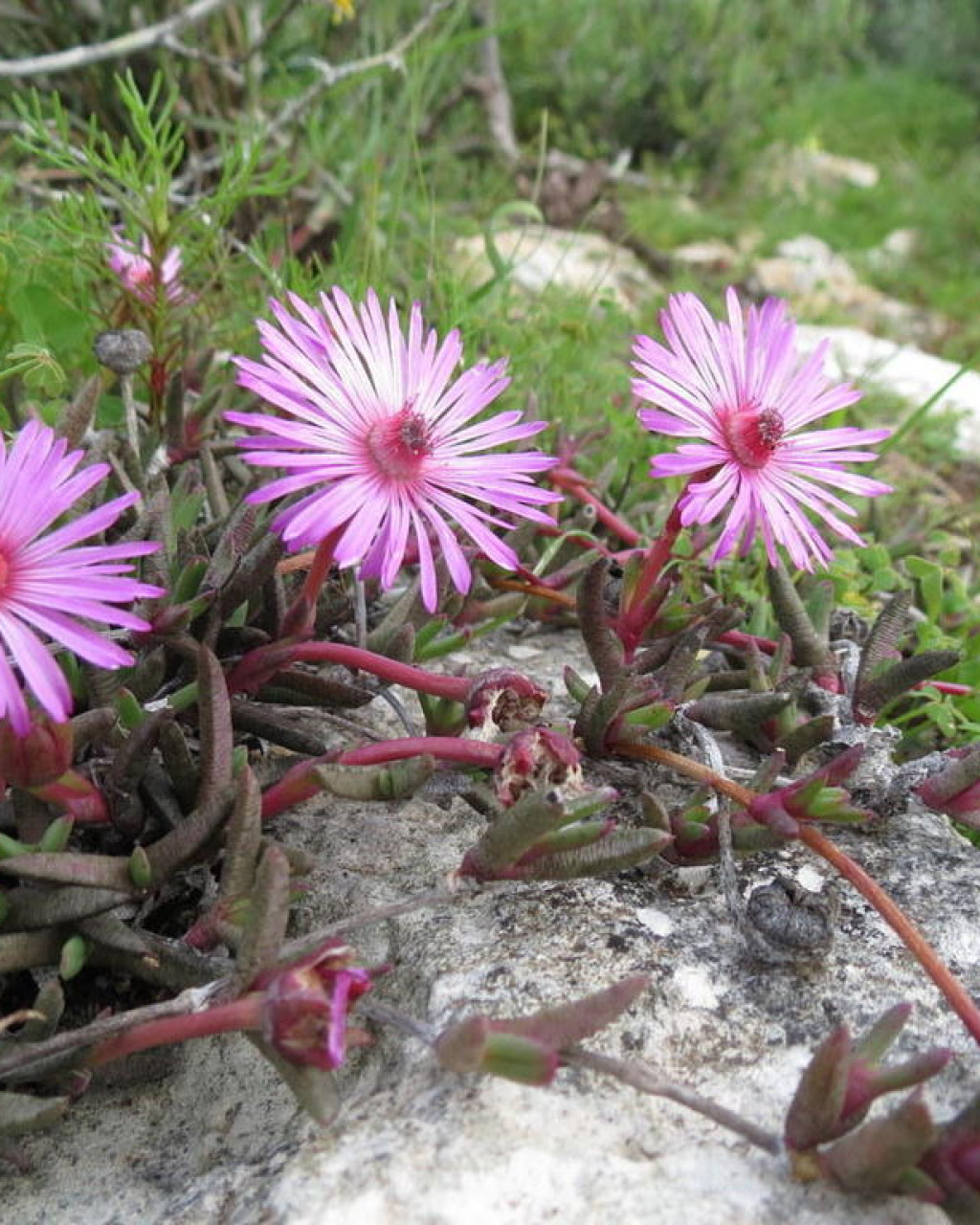 Cephalophyllum rostellum