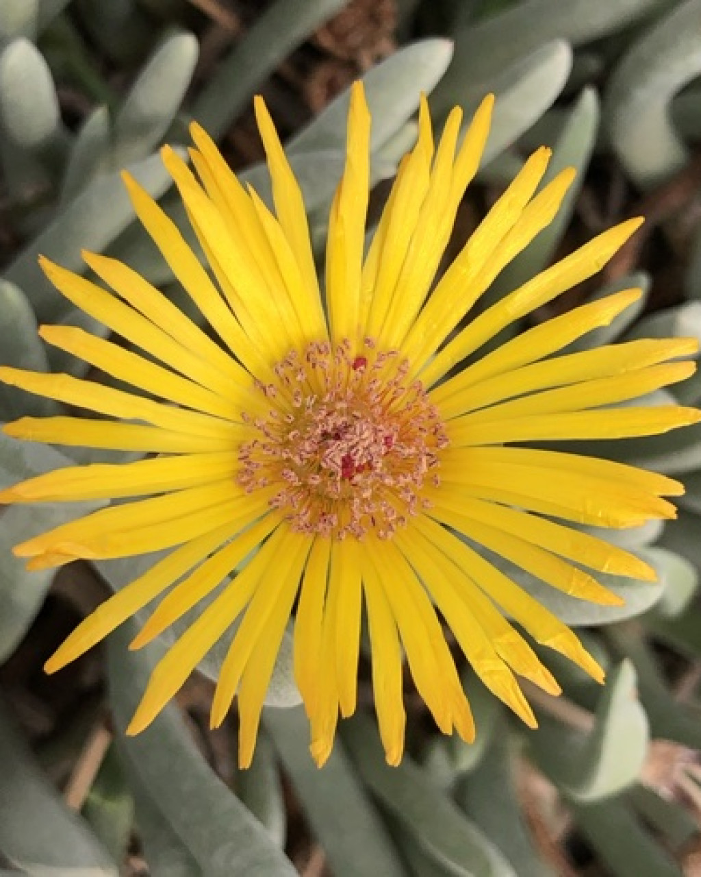 Cephalophyllum staminoidiosum