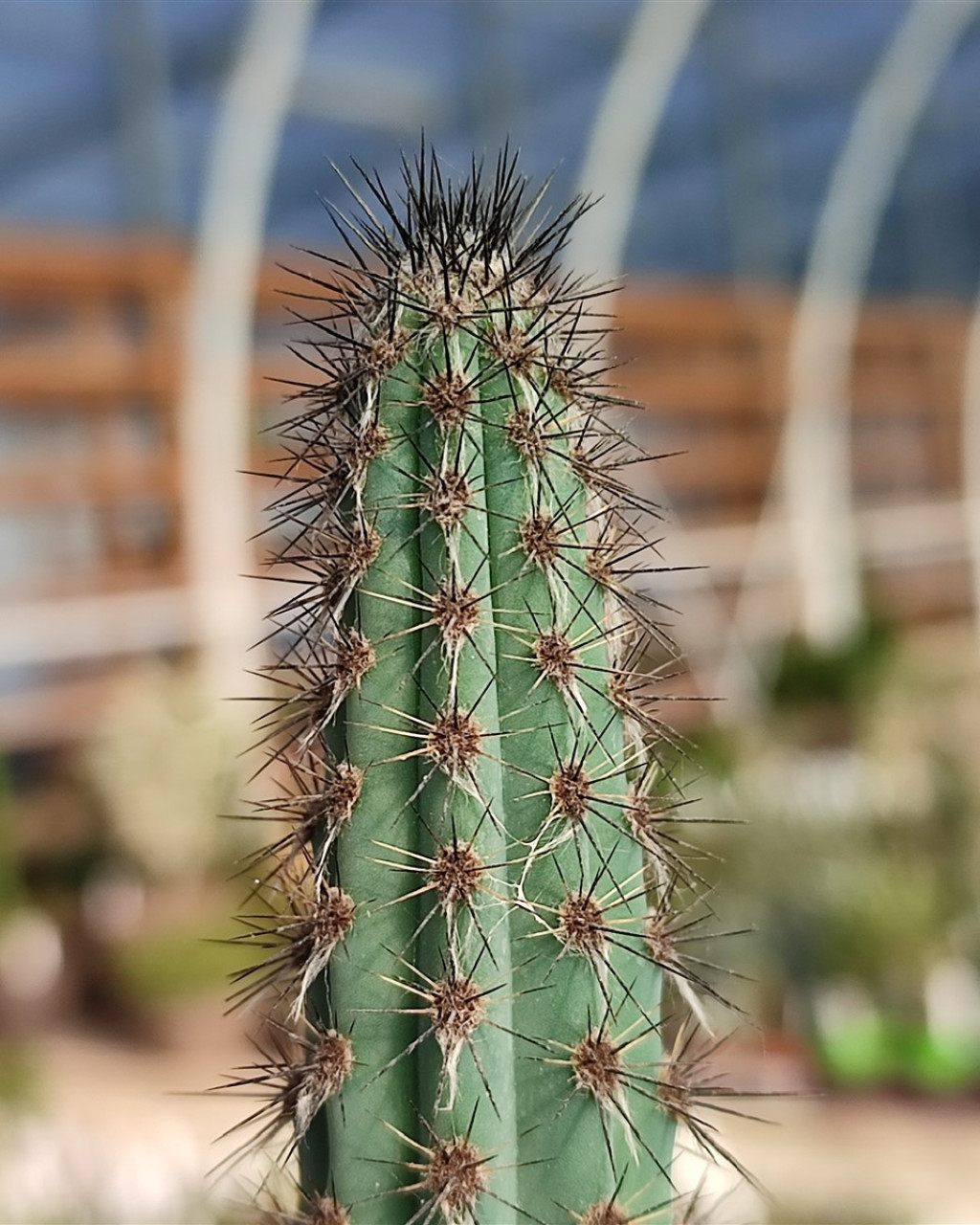 Cereus aethiops