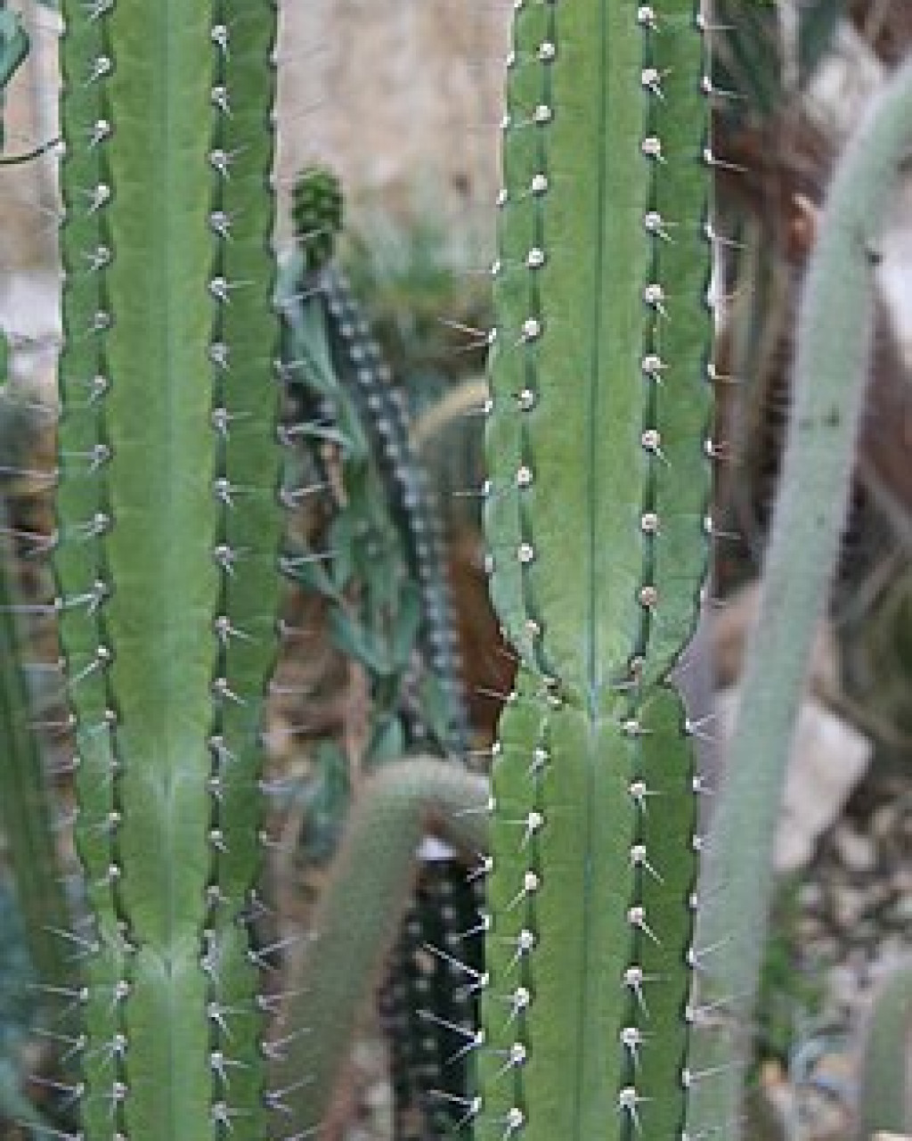 Cereus comarapanus