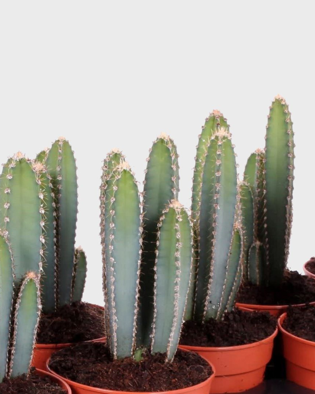 Cereus forbesii