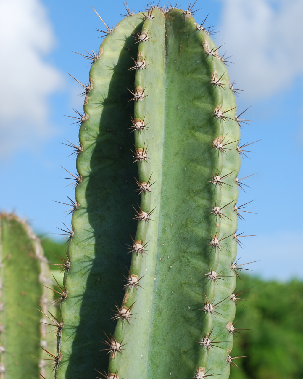 Cereus hexagonus