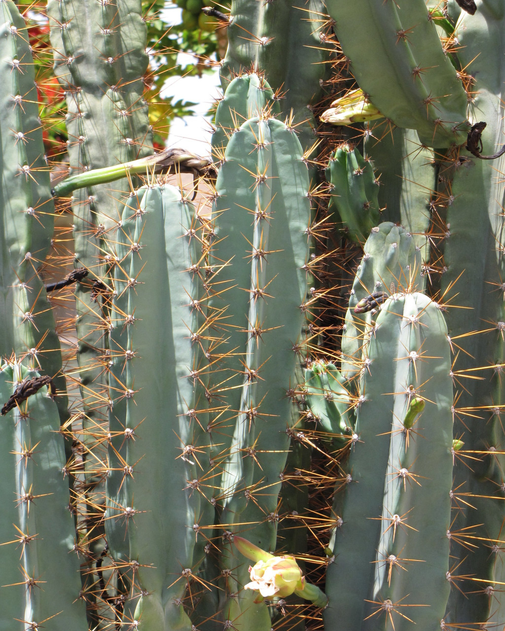 Cereus hildmannianus subsp. uruguayanus