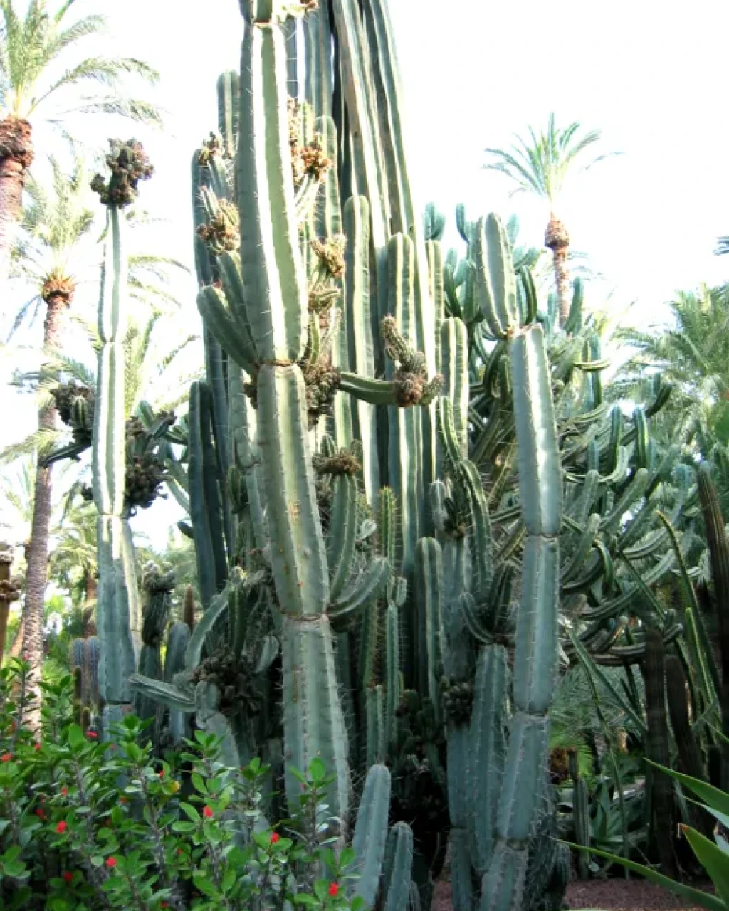Cereus horrispinus