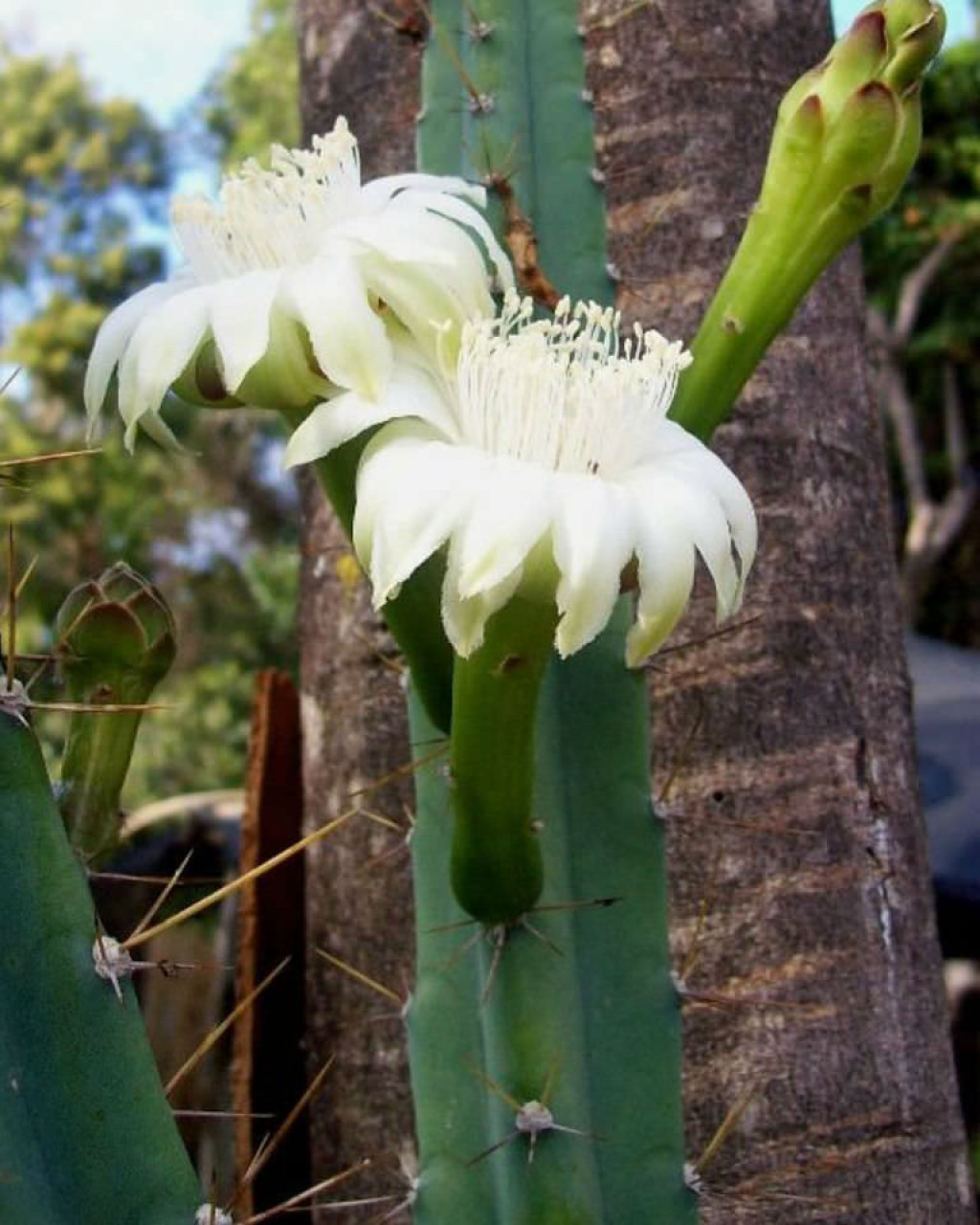 Cereus kroenleinii