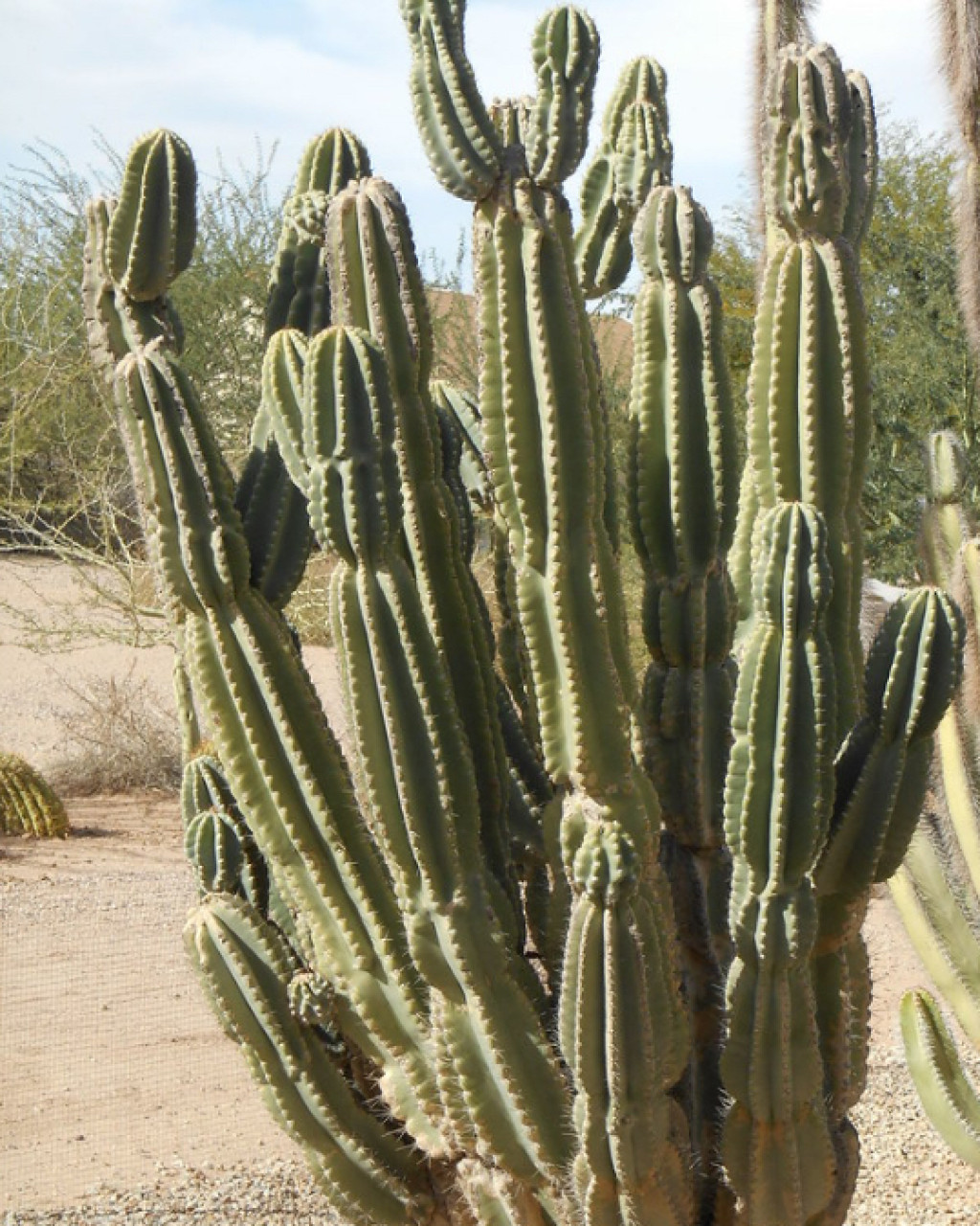 Cereus lamprospermus